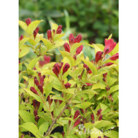 Krzewuszka cudowna 'Olympiade' | Weigela florida