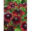 Rudbekia 'Chocolate SmileyZ' Rudbeckia
