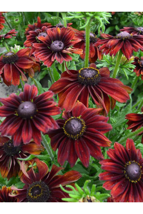 Rudbekia 'Chocolate SmileyZ' Rudbeckia