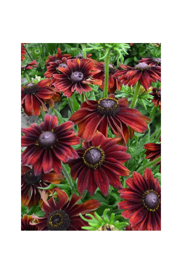 Rudbekia 'Chocolate SmileyZ' Rudbeckia