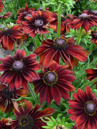 Rudbekia 'Chocolate SmileyZ' Rudbeckia
