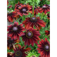 Rudbekia 'Chocolate SmileyZ' Rudbeckia