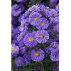 Aster nowobelgijski 'Marie Ballard' Aster novi-belgii