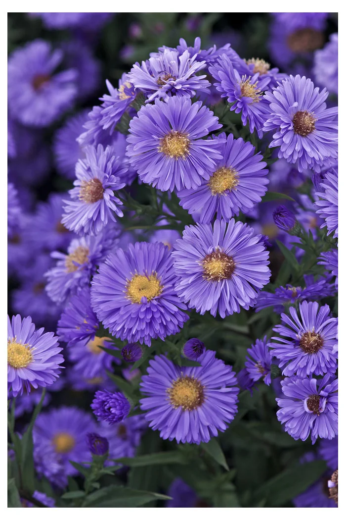 Aster nowobelgijski 'Marie Ballard' Aster novi-belgii