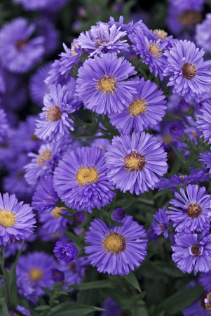 Aster nowobelgijski 'Marie Ballard' Aster novi-belgii