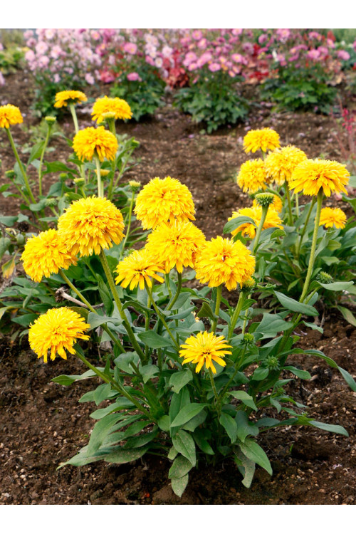 Jeżówka 'Delightful Sol' | Echinacea