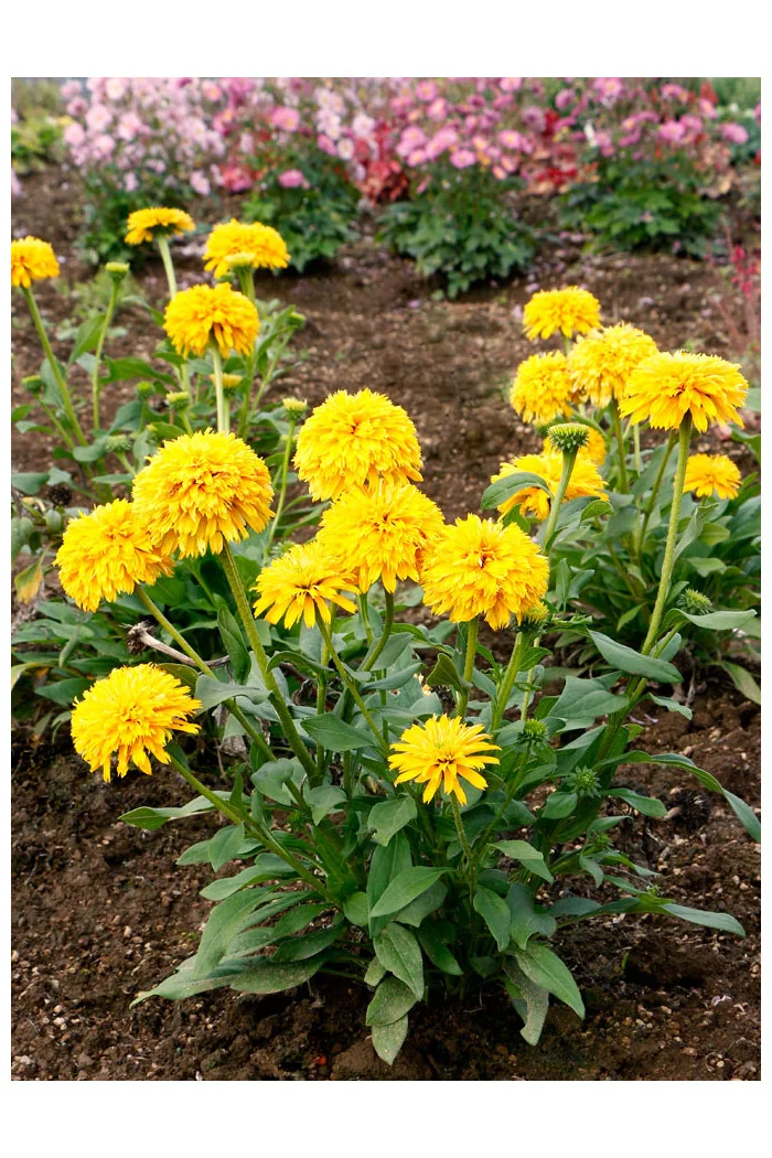 Jeżówka 'Delightful Sol' | Echinacea