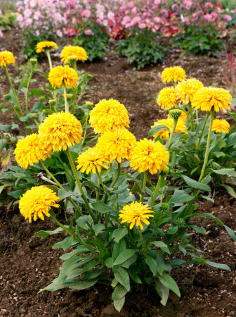 Jeżówka 'Delightful Sol' | Echinacea