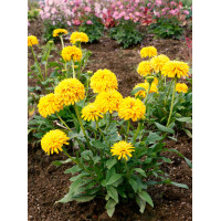 Jeżówka 'Delightful Sol' | Echinacea