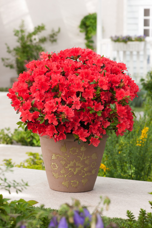 Azalia japońska 'Geisha Orange' | Azalea japonica