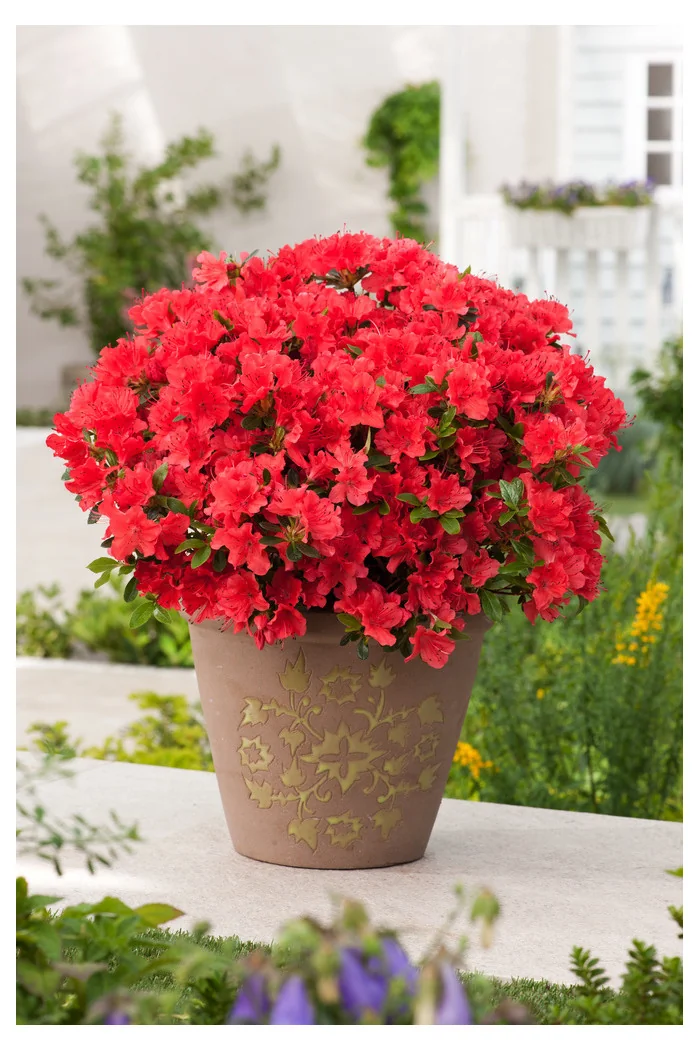 Azalia japońska 'Geisha Orange' | Azalea japonica