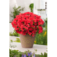 Azalia japońska 'Geisha Orange' | Azalea japonica