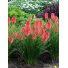 Trytoma 'Poco Red' | Kniphofia