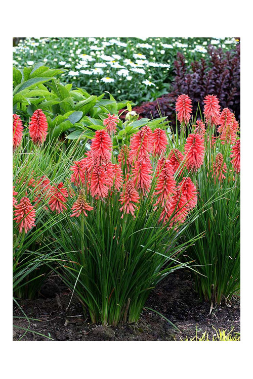 Trytoma 'Poco Red' | Kniphofia