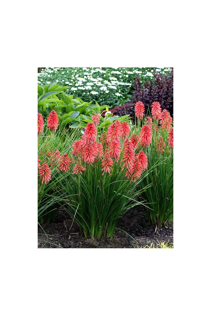 Trytoma 'Poco Red' | Kniphofia
