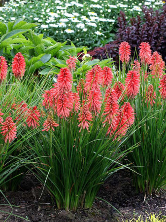 Trytoma 'Poco Red' | Kniphofia