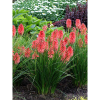 Trytoma 'Poco Red' | Kniphofia