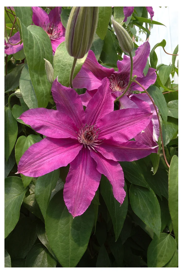 Powojnik 'Sympatia' | Clematis
