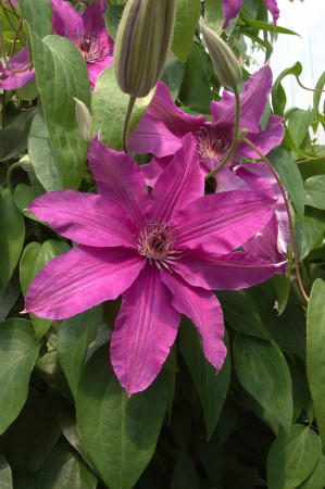 Powojnik 'Sympatia' | Clematis