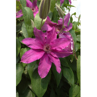 Powojnik 'Sympatia' | Clematis