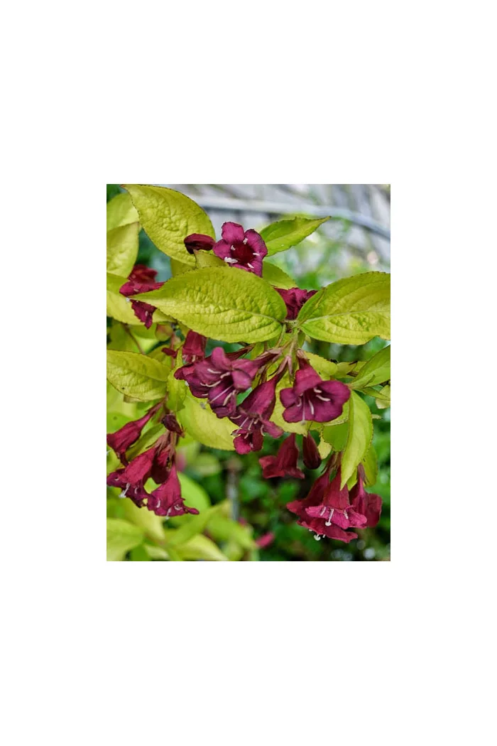Krzewuszka cudowna 'Looymansii Aurea' | Weigela florida