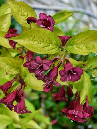 Krzewuszka cudowna 'Looymansii Aurea' | Weigela florida