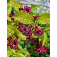 Krzewuszka cudowna 'Looymansii Aurea' | Weigela florida