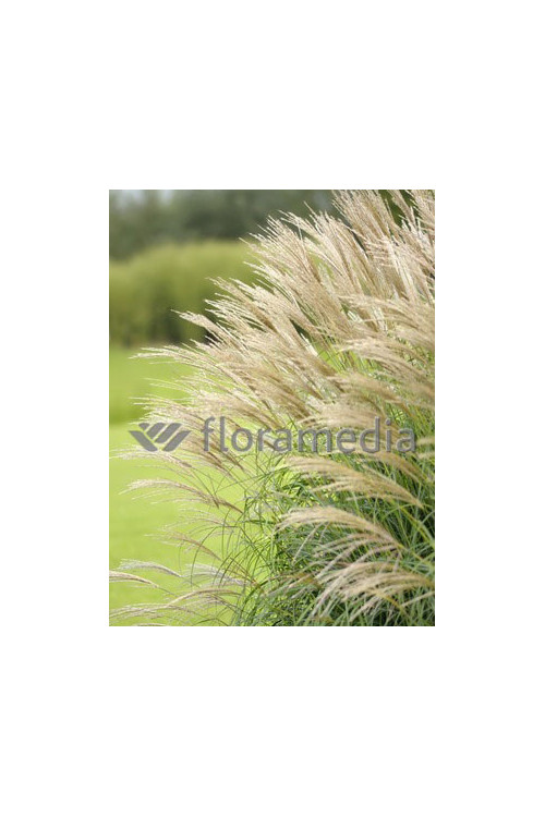 Miskant chiński 'Nishidake' | Miscanthus sinensis