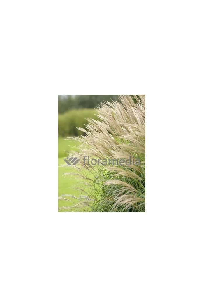 Miskant chiński 'Nishidake' | Miscanthus sinensis