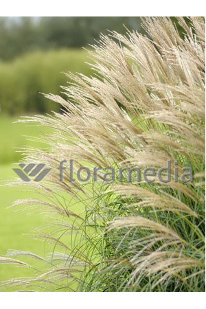 Miskant chiński 'Nishidake' | Miscanthus sinensis