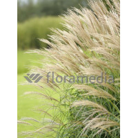 Miskant chiński 'Nishidake' | Miscanthus sinensis