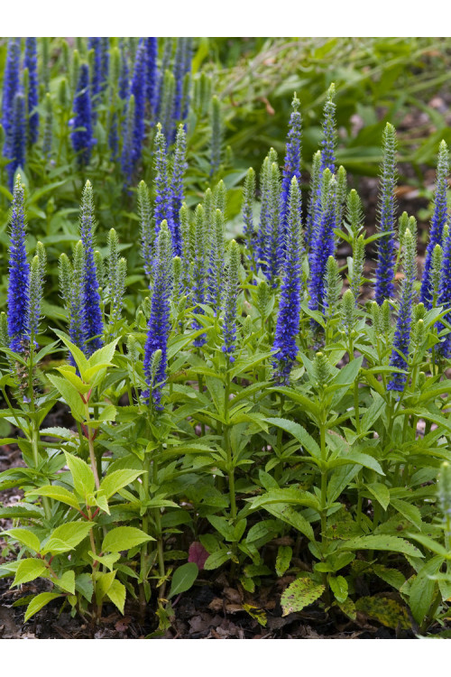 Przetacznik kłosowy 'Ulster Dwarf Blue' | Veronica spicata