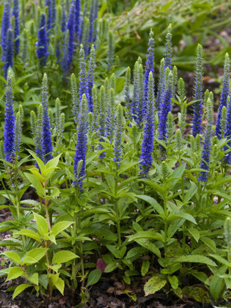 Przetacznik kłosowy 'Ulster Dwarf Blue' | Veronica spicata