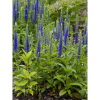 Przetacznik kłosowy 'Ulster Dwarf Blue' | Veronica spicata