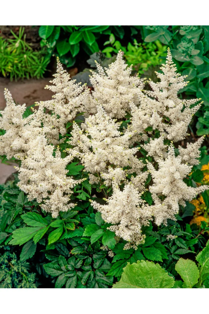 Tawułka arendsa 'Deutschland' | Astilbe arendsii