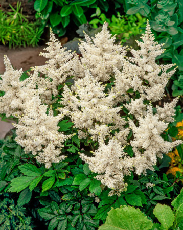 Tawułka arendsa 'Deutschland' | Astilbe arendsii