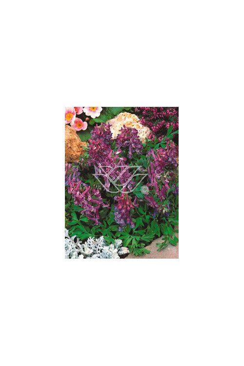 Kokorycz pełna Corydalis solida