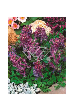 Kokorycz pełna Corydalis solida