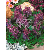 Kokorycz pełna Corydalis solida