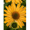 jeżówka, jeżówka Yellow Pearl ,echinacea, echinacea Yellow Pearl