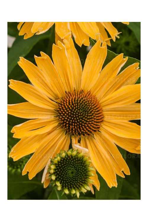 jeżówka, jeżówka Yellow Pearl ,echinacea, echinacea Yellow Pearl