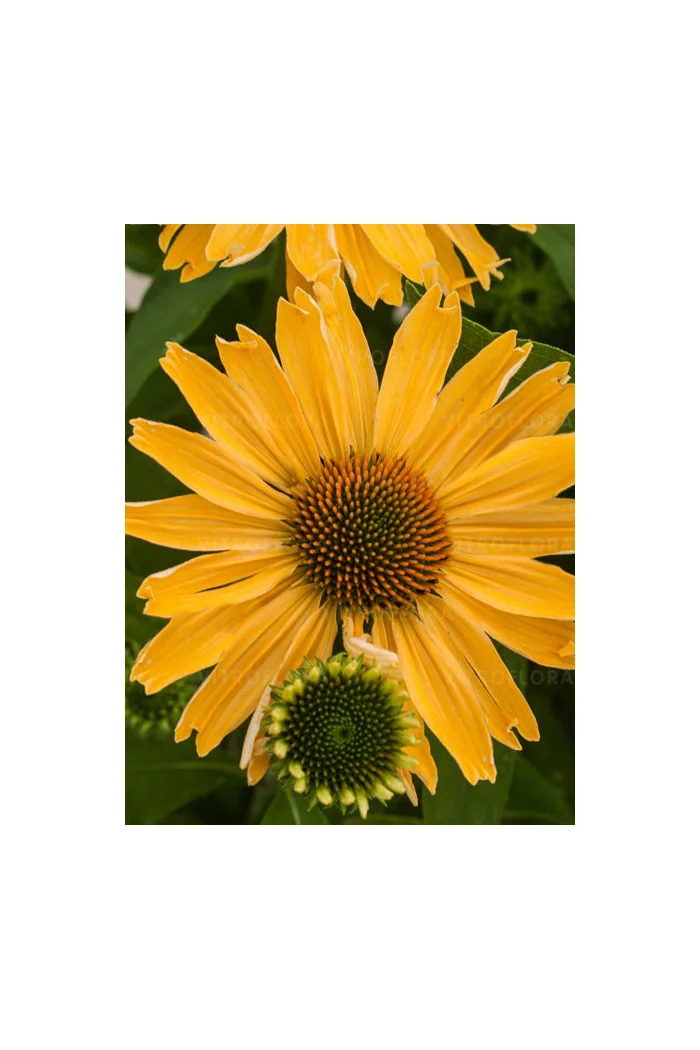 jeżówka, jeżówka Yellow Pearl ,echinacea, echinacea Yellow Pearl