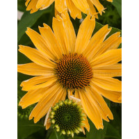 jeżówka, jeżówka Yellow Pearl ,echinacea, echinacea Yellow Pearl