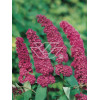 budleja, budleja velvetl, Buddleja, motyli krzew