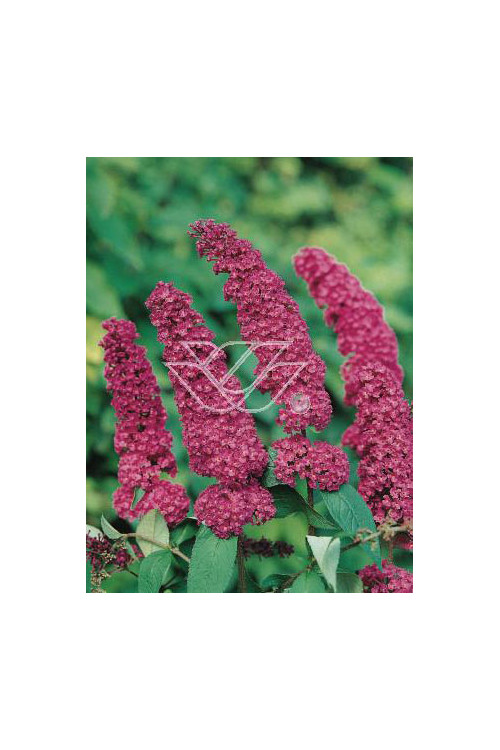 budleja, budleja velvetl, Buddleja, motyli krzew