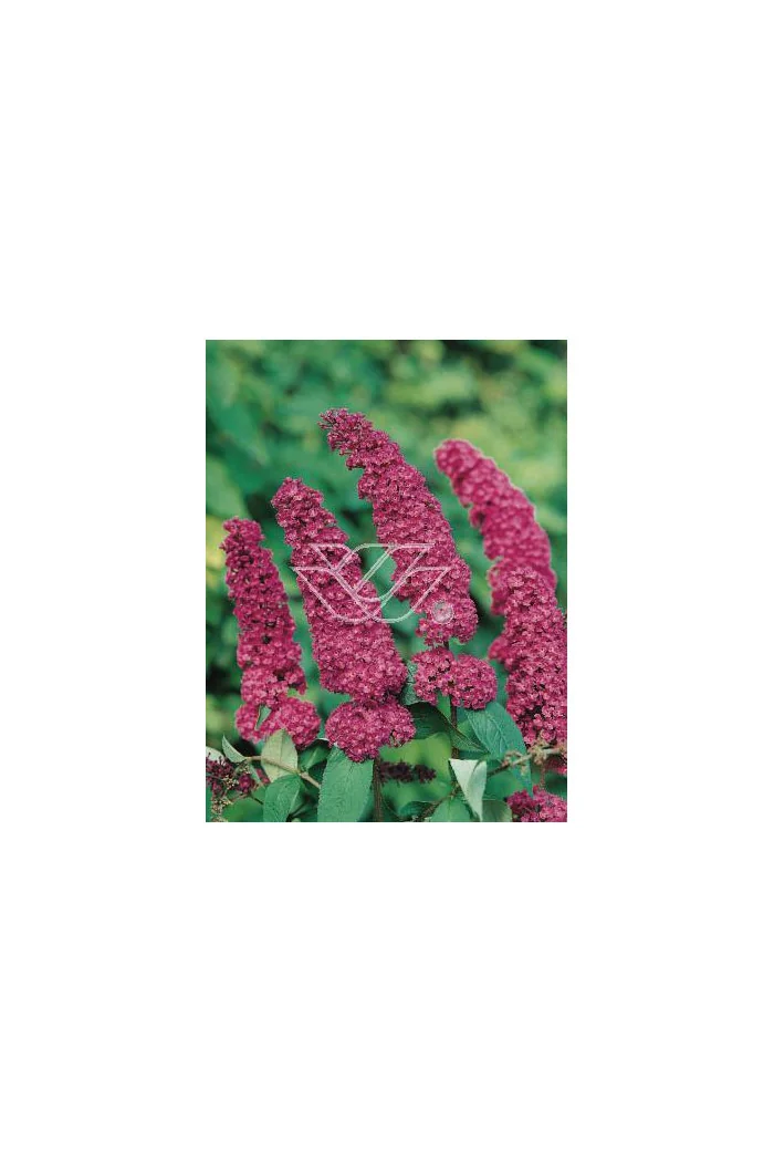 budleja, budleja velvetl, Buddleja, motyli krzew