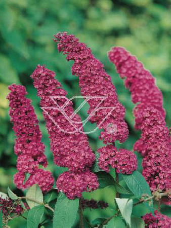 budleja, budleja velvetl, Buddleja, motyli krzew