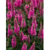 Przetacznik 'Bubblegum Candles' | Veronica spicata
