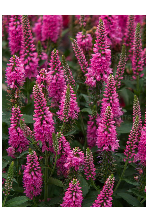 Przetacznik 'Bubblegum Candles' | Veronica spicata