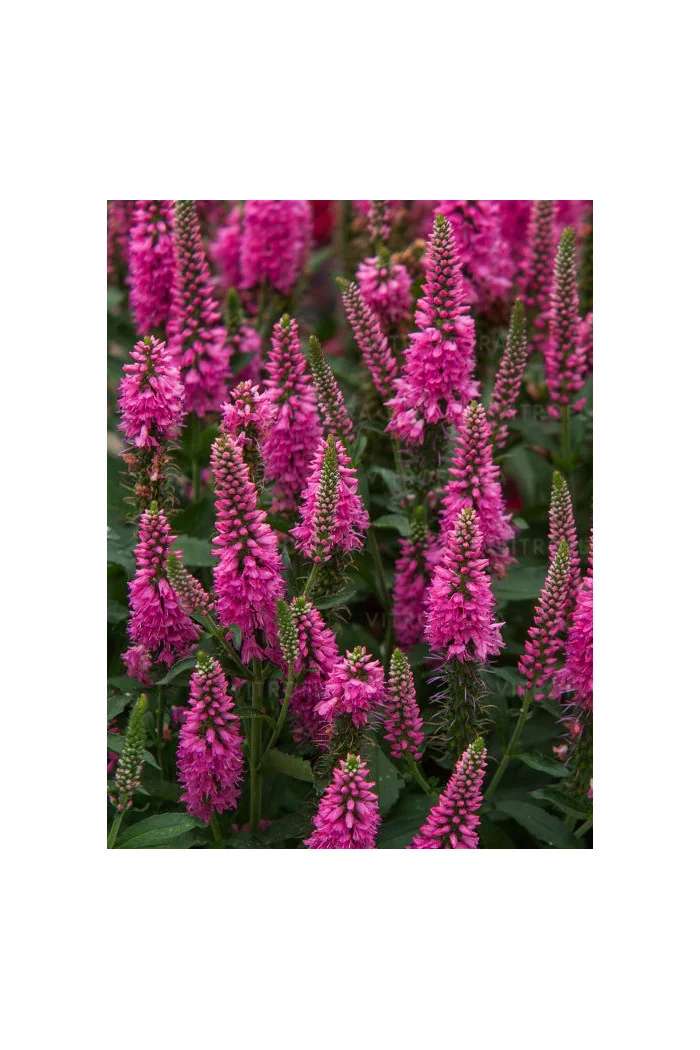 Przetacznik 'Bubblegum Candles' | Veronica spicata
